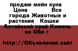 продам мейн куна › Цена ­ 15 000 - Все города Животные и растения » Кошки   . Алтайский край,Камень-на-Оби г.